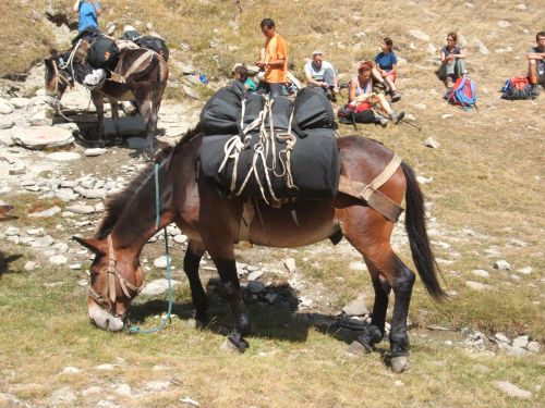 trekking con i muli-109.JPG